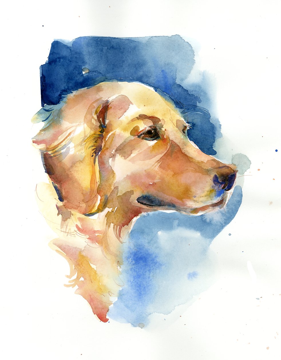 Golden Retriever, 2015, (aquarela) de John Keeling
