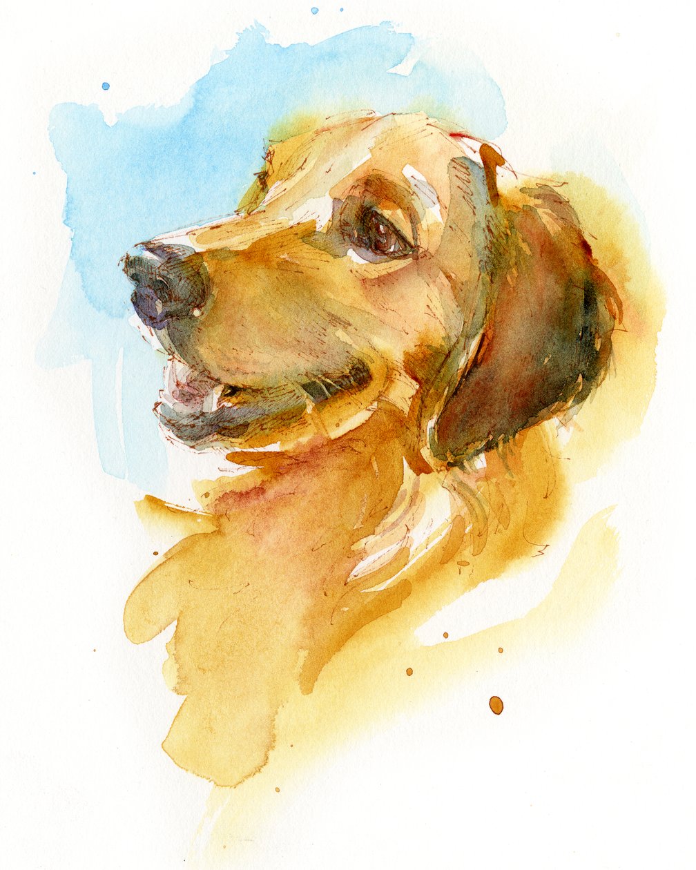 Golden Retriever, 2017, (aguarela) de John Keeling