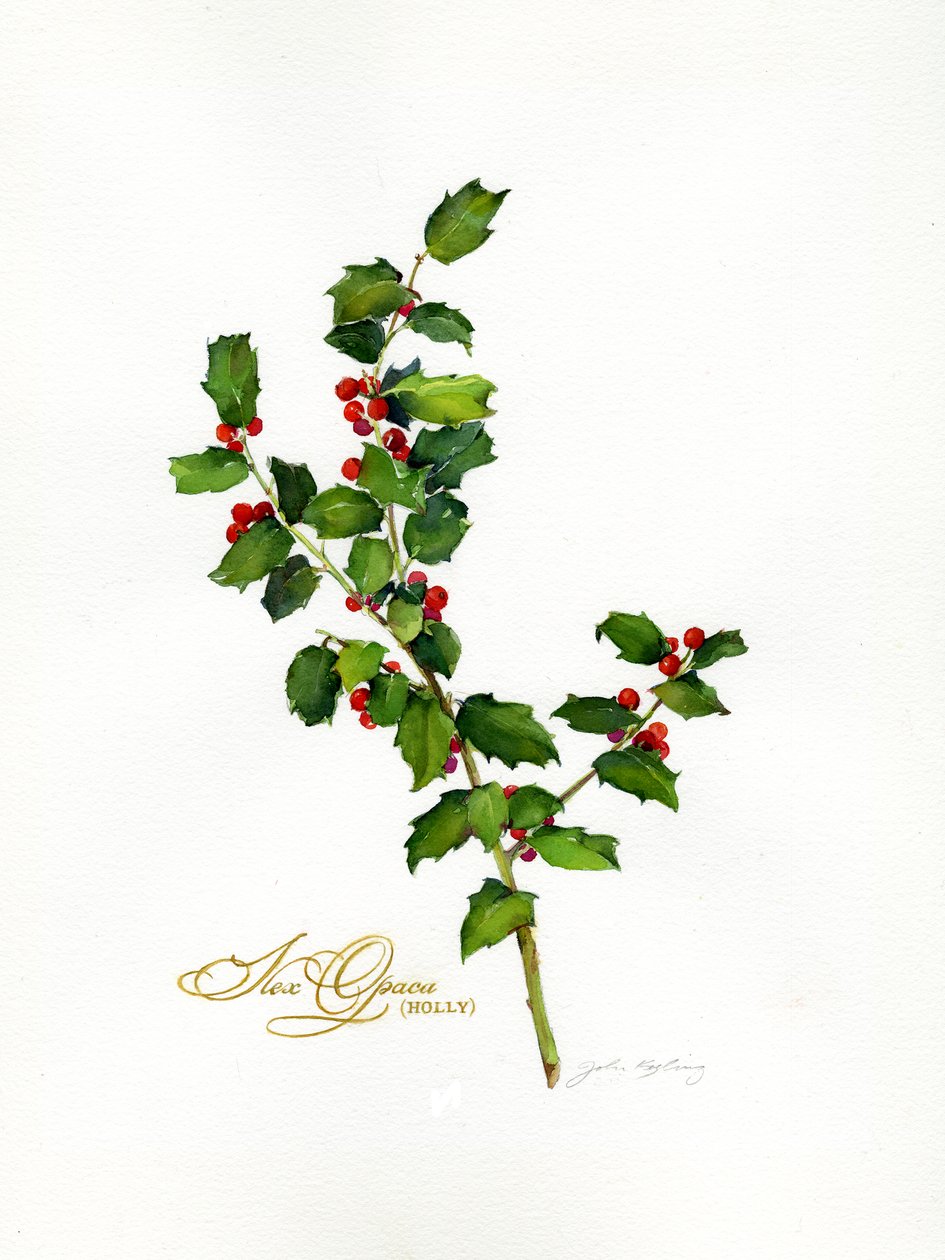 Azevinho botânico, 2013, (aquarela) de John Keeling