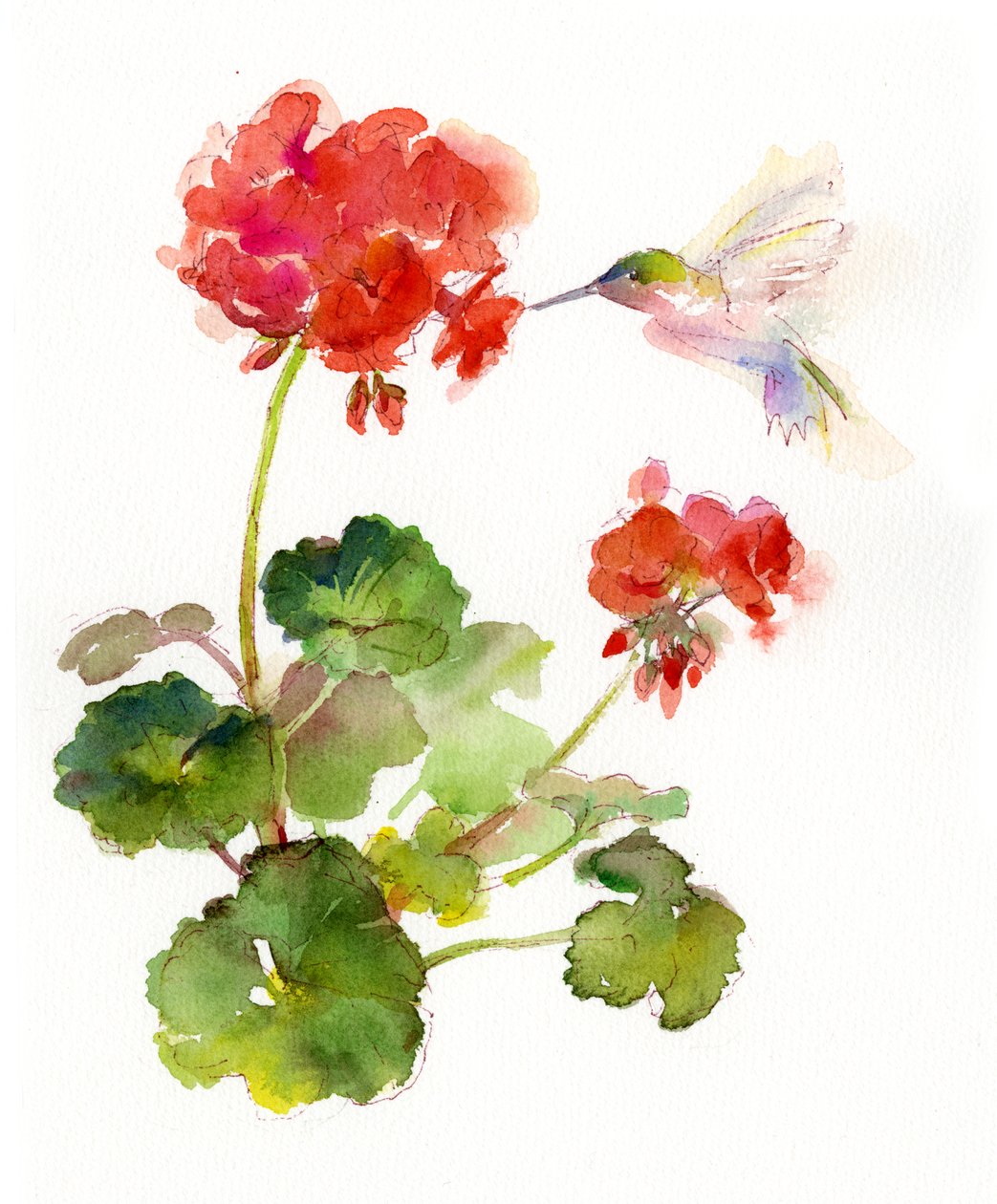 Beija-flor com gerânio, 2015, (aquarela) de John Keeling