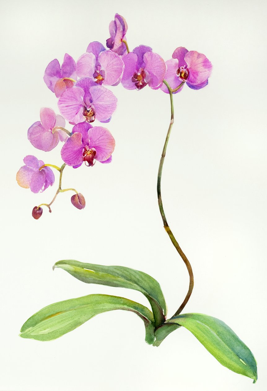 Orquídea botânica, 2013, (aquarela) de John Keeling