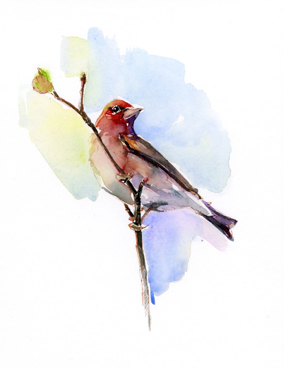 Passarinho roxo, 2016, (aquarela) de John Keeling