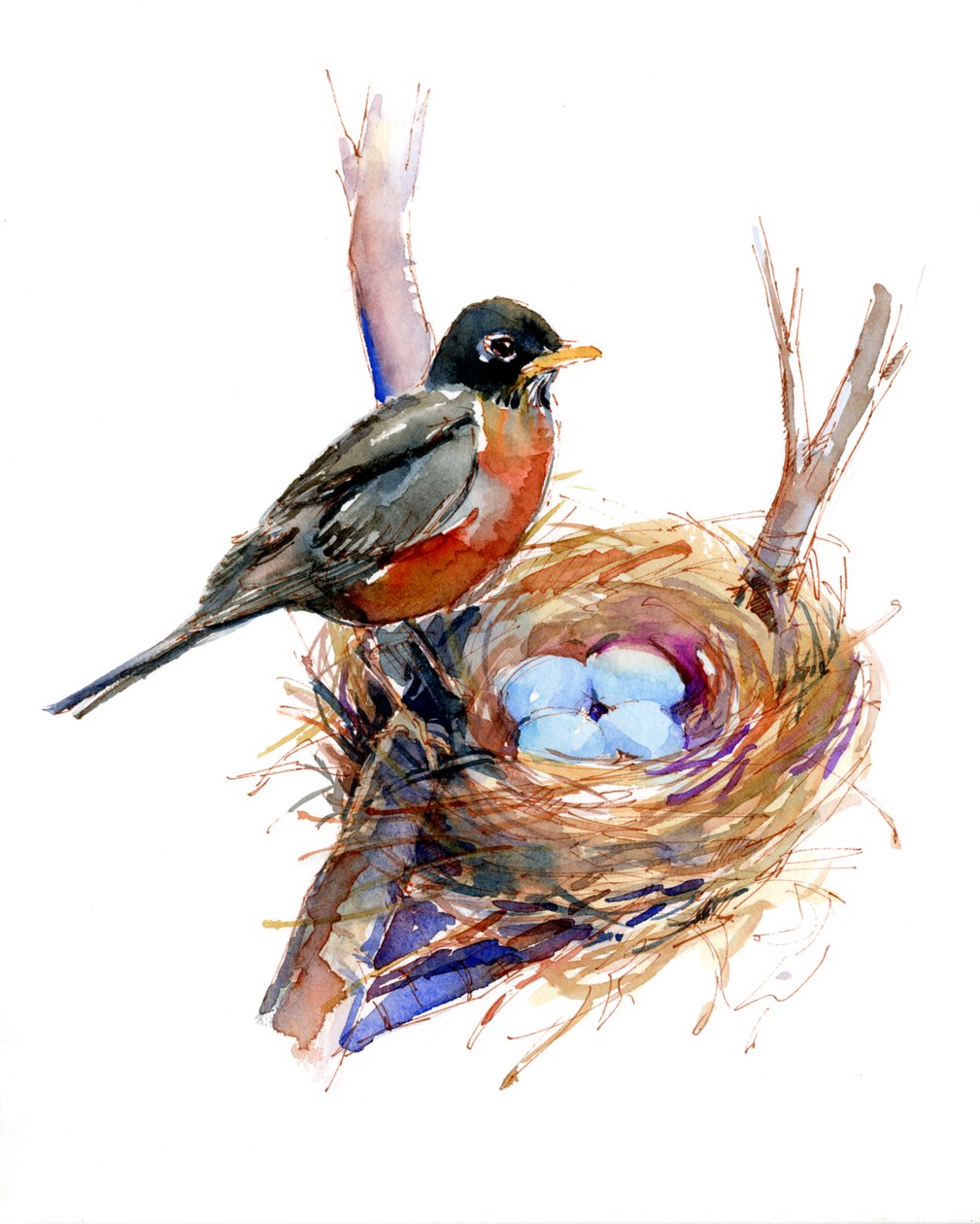 Robin com ninho, 2016, (aquarela) de John Keeling