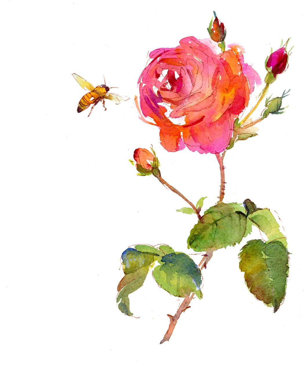 Rosa com abelha, 2014, (aquarela) de John Keeling