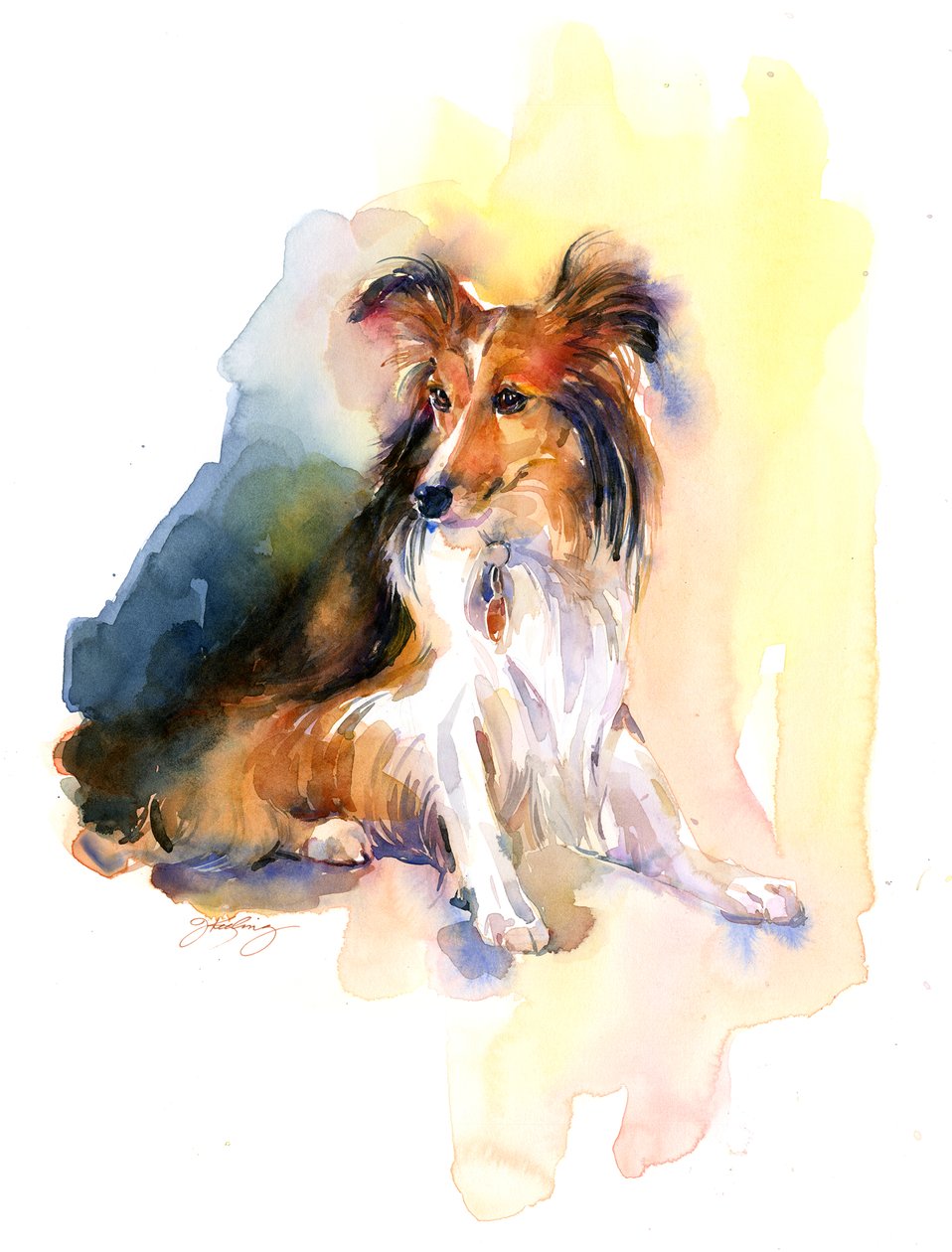 Retrato de Sheltie, 2015, (aquarela) de John Keeling