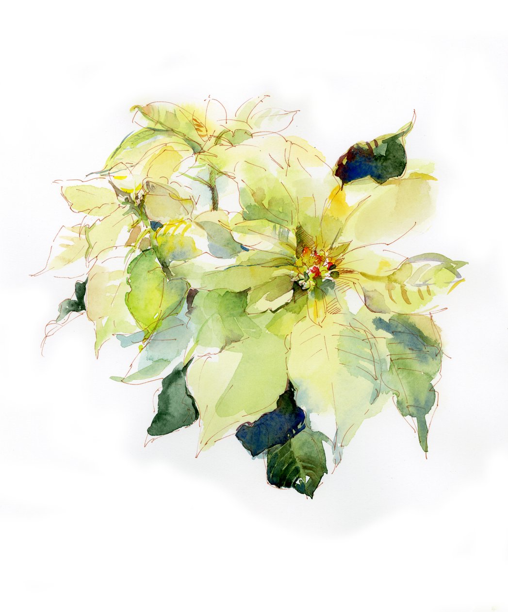 Poinsétia Branca, 2014, (aquarela) de John Keeling
