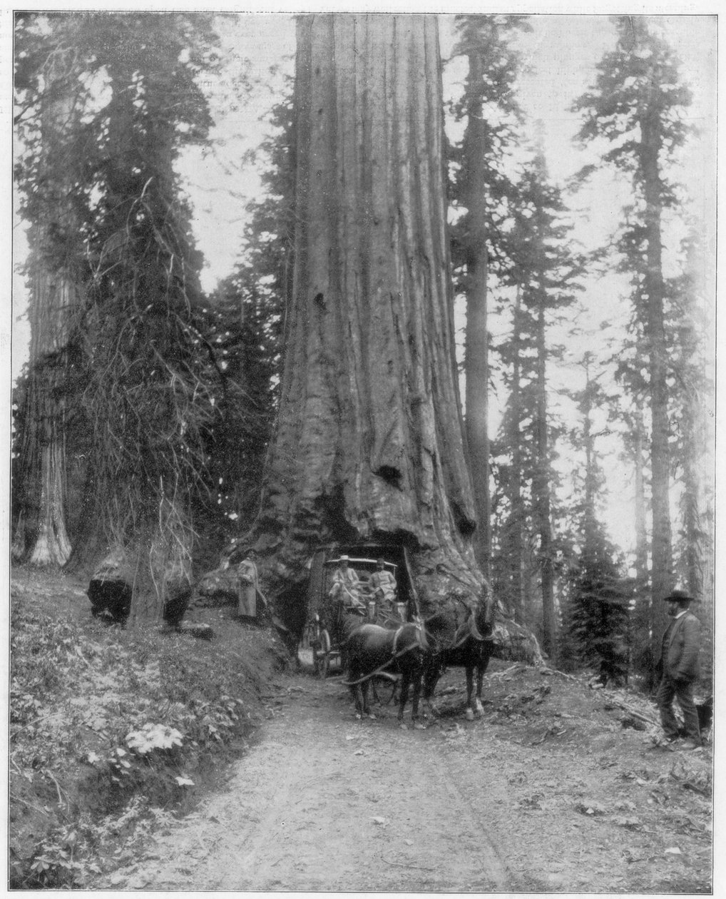 Estrada passando por uma sequóia gigante, Mariposa Grove, Wawona, Califórnia, final do século XIX de John L. Stoddard
