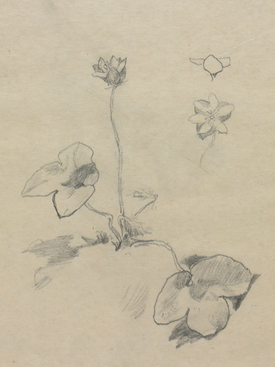 Anémona de John La Farge