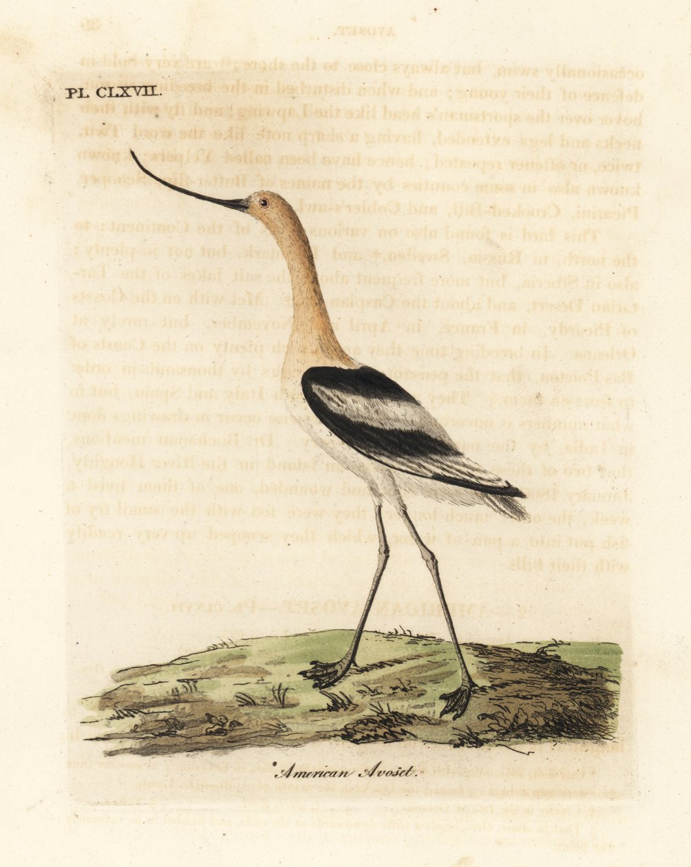 Alfaiate americano, Recurvirostra americana. Placa de cobre colorida à mão desenhada e gravada por John Latham de sua própria A General History of Birds, Winchester de John Latham