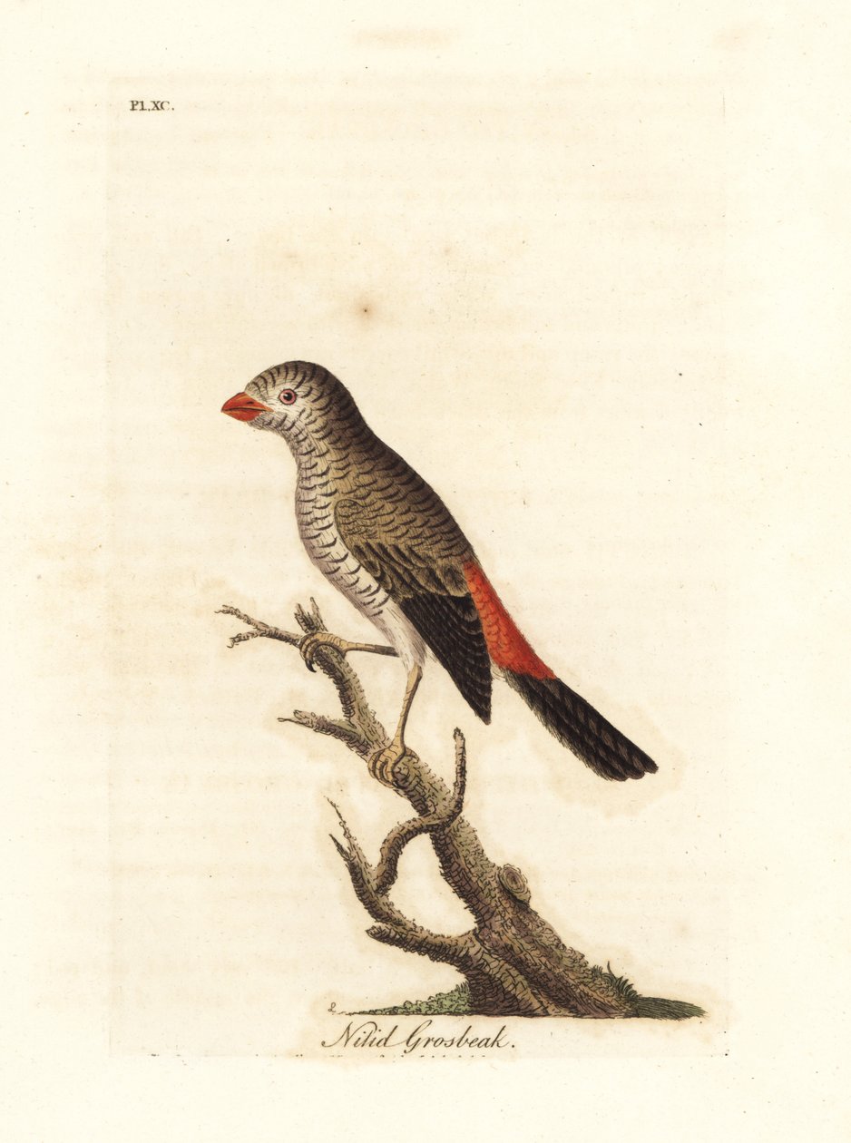 Diamante-de-cauda-de-fogo, Stagonopleura bella (bico-grosso-brilhante, Loxia nitida). Desenhado e gravado por John Latham para a sua própria obra A General History of Birds, Winchester de John Latham