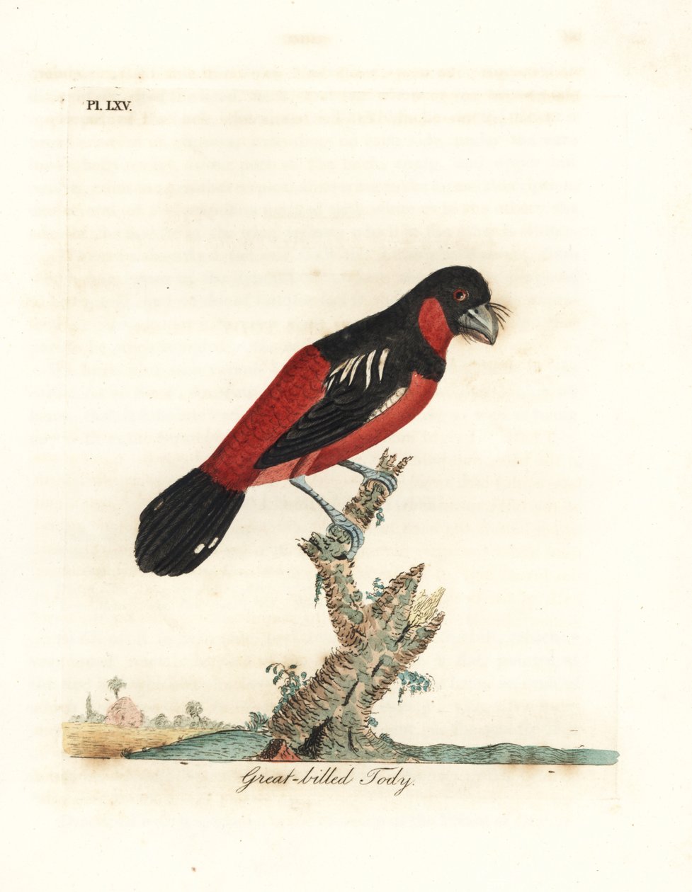 Broadbill preto e vermelho, Cymbirhynchus macrorhynchos (Tody-de-bico-grande, Todus nasutus). Placa de cobre colorida à mão desenhada e gravada por John Latham de sua própria A General History of Birds, Winchester de John Latham