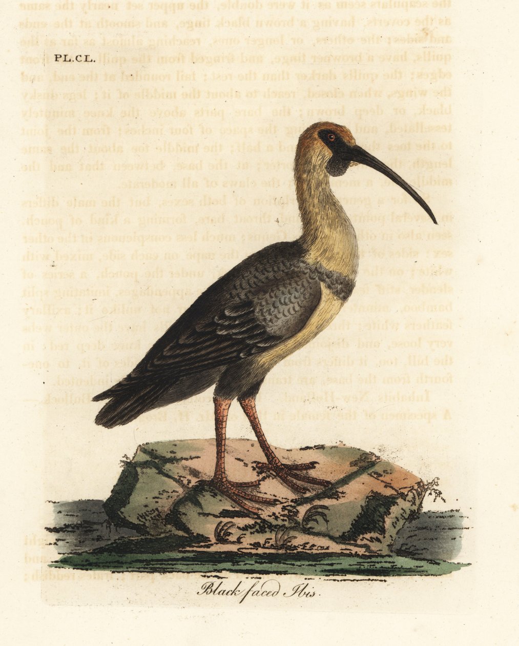 Íbis-de-cara-preta, Theristicus melanopis (Tantalus melanops). Placa de cobre colorida à mão desenhada e gravada por John Latham de sua própria A General History of Birds, Winchester de John Latham