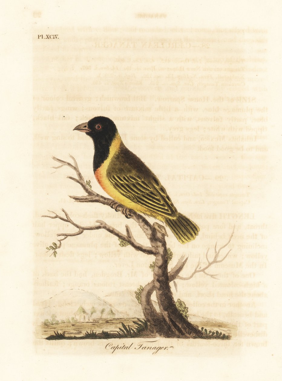 Tecelão de colarinho amarelo de cabeça preta, Ploceus melanocephalus capitalis (Capital tanager, Tanagra capitalis). Placa de cobre colorida à mão desenhada e gravada por John Latham de sua própria A General History of Birds, Winchester de John Latham