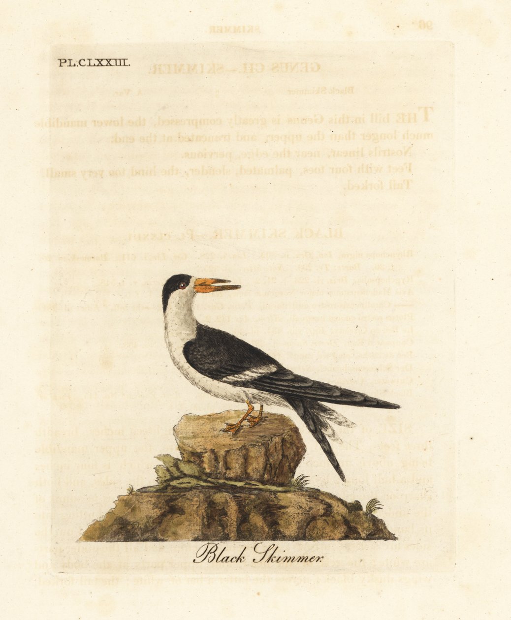 Escumadeira preta, Rynchops niger (Rhynchops nigra). Placa de cobre colorida à mão desenhada e gravada por John Latham de sua própria A General History of Birds, Winchester de John Latham