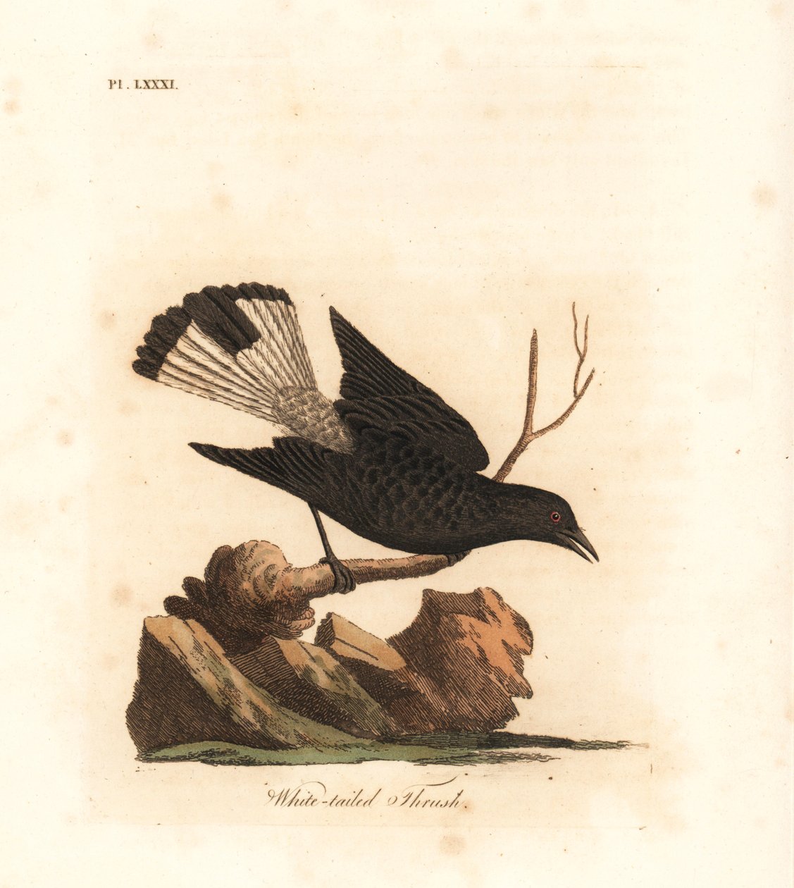 Trigo preto, Oenanthe leucura (Tordo de cauda branca, Turdus leucurus). Placa de cobre colorida à mão desenhada e gravada por John Latham de sua própria A General History of Birds, Winchester de John Latham