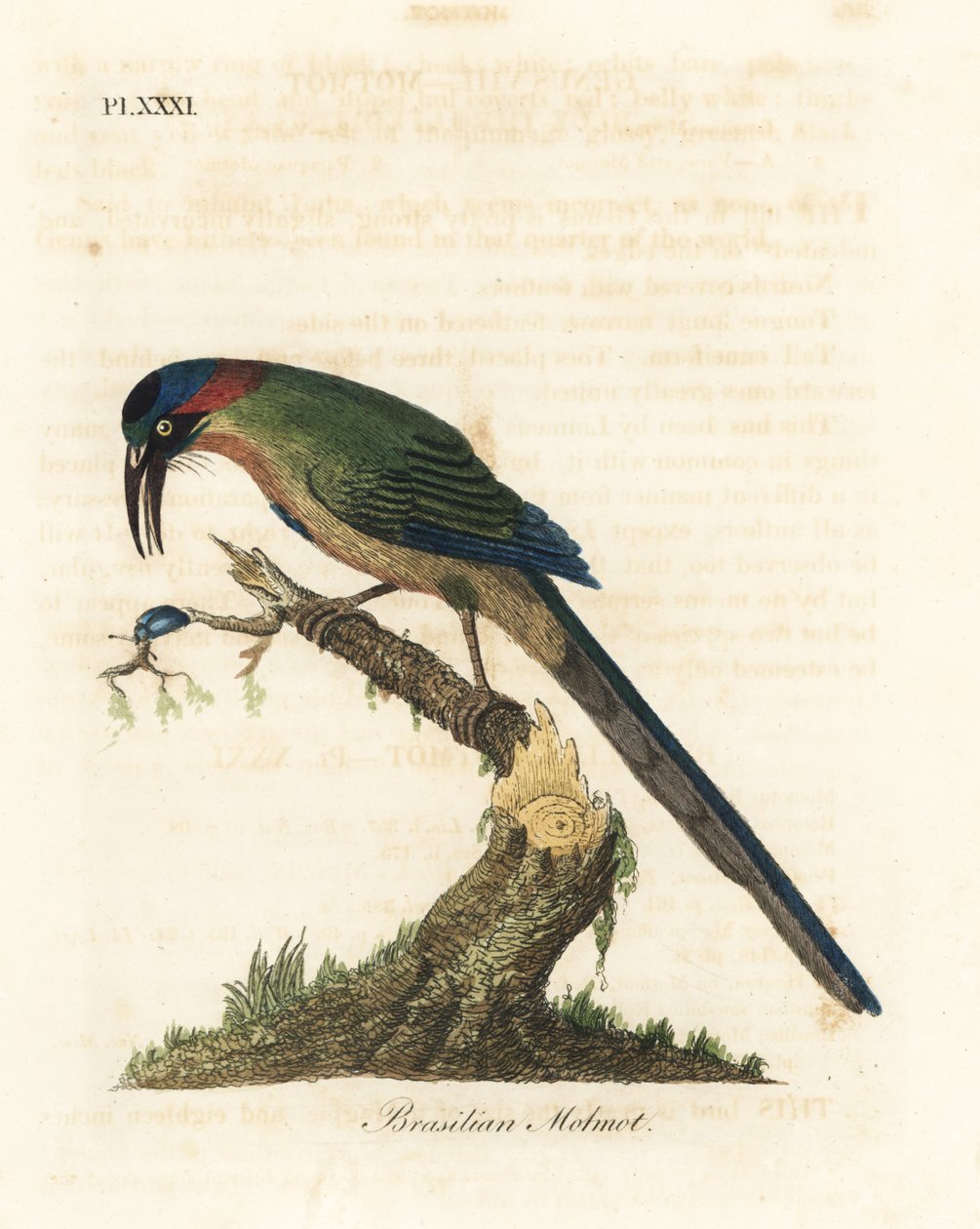 Motmot-de-coroa-azul, Momotus momota (motmot brasileiro, Momotus brasiliensis). Placa de cobre colorida à mão desenhada e gravada por John Latham de sua própria A General History of Birds, Winchester de John Latham
