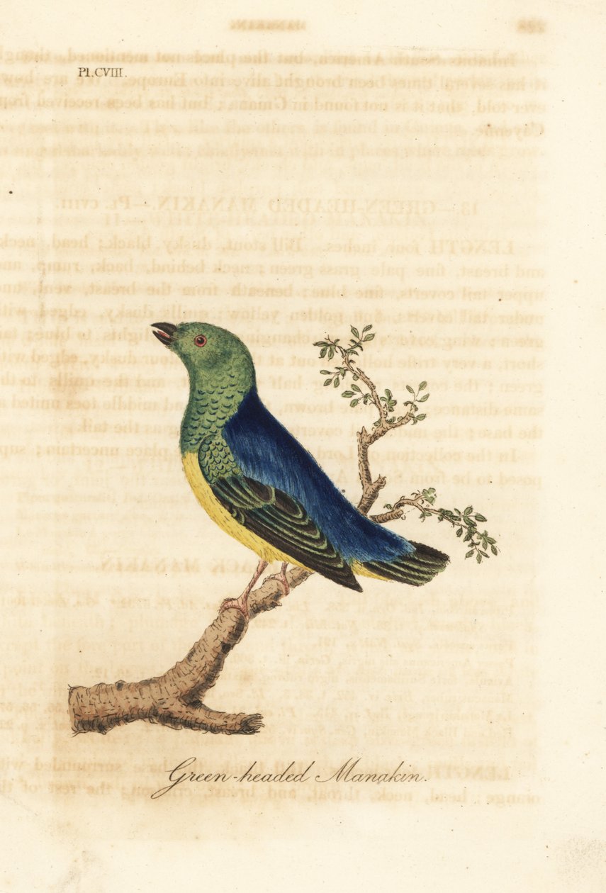 Clorofonia de nuca azul, Chlorophonia cyanea (manaquim de cabeça verde, nativa da América do Sul). Placa de cobre colorida à mão desenhada e gravada por John Latham de sua própria A General History of Birds, Winchester de John Latham