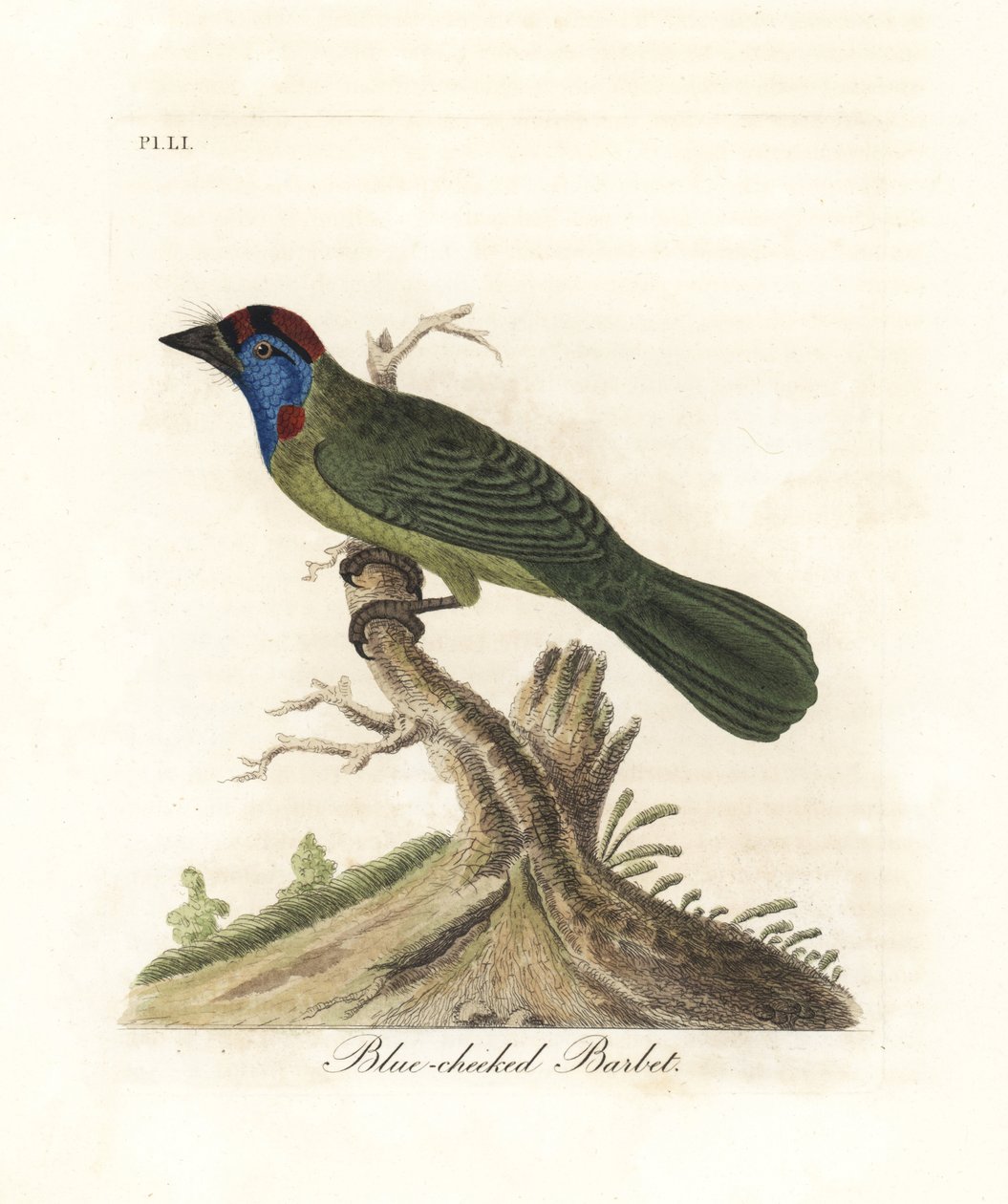 Barbet de garganta azul ou montanha, Psilopogon asiaticus. (Barbet de bochechas azuis, Trogon asiaticus). Placa de cobre colorida à mão desenhada e gravada por John Latham de sua própria A General History of Birds, Winchester de John Latham