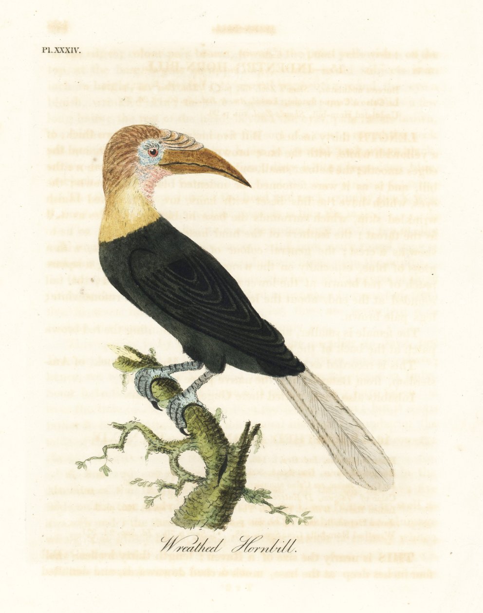 Blythh ou hornbill papua, Rhyticeros plicatus (hornbill grinalda, Buceros plicatus). Placa de cobre colorida à mão desenhada e gravada por John Latham de sua própria A General History of Birds, Winchester de John Latham