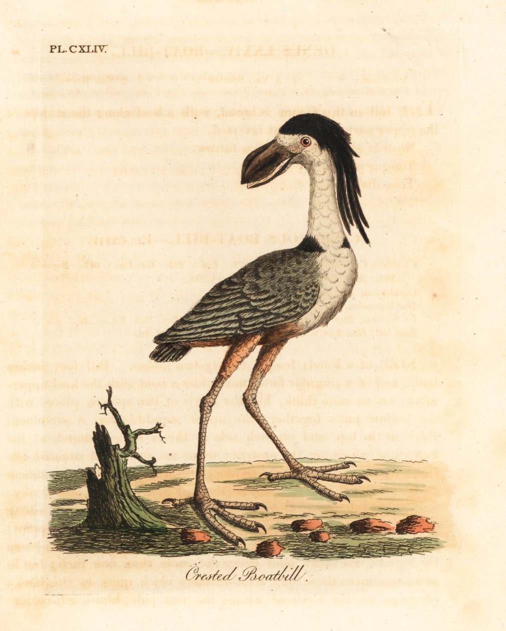 Garça-de-bico-barco, Cochlearius cochlearius (cancroma cochlearia). Placa de cobre colorida à mão desenhada e gravada por John Latham de sua própria A General History of Birds, Winchester de John Latham