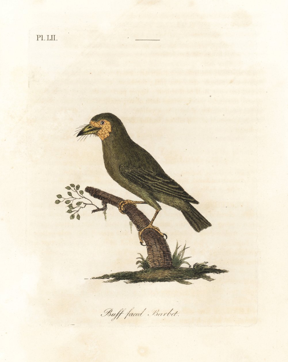 Barbet de cabeça marrom, Megalaima zeylanica? (Barbet de cara preta, Bucco lathami). De um espécime rotulado Megalaima lathami no Museu Britânico. Placa de cobre colorida à mão desenhada e gravada por John Latham de sua própria A General History of Birds,  de John Latham