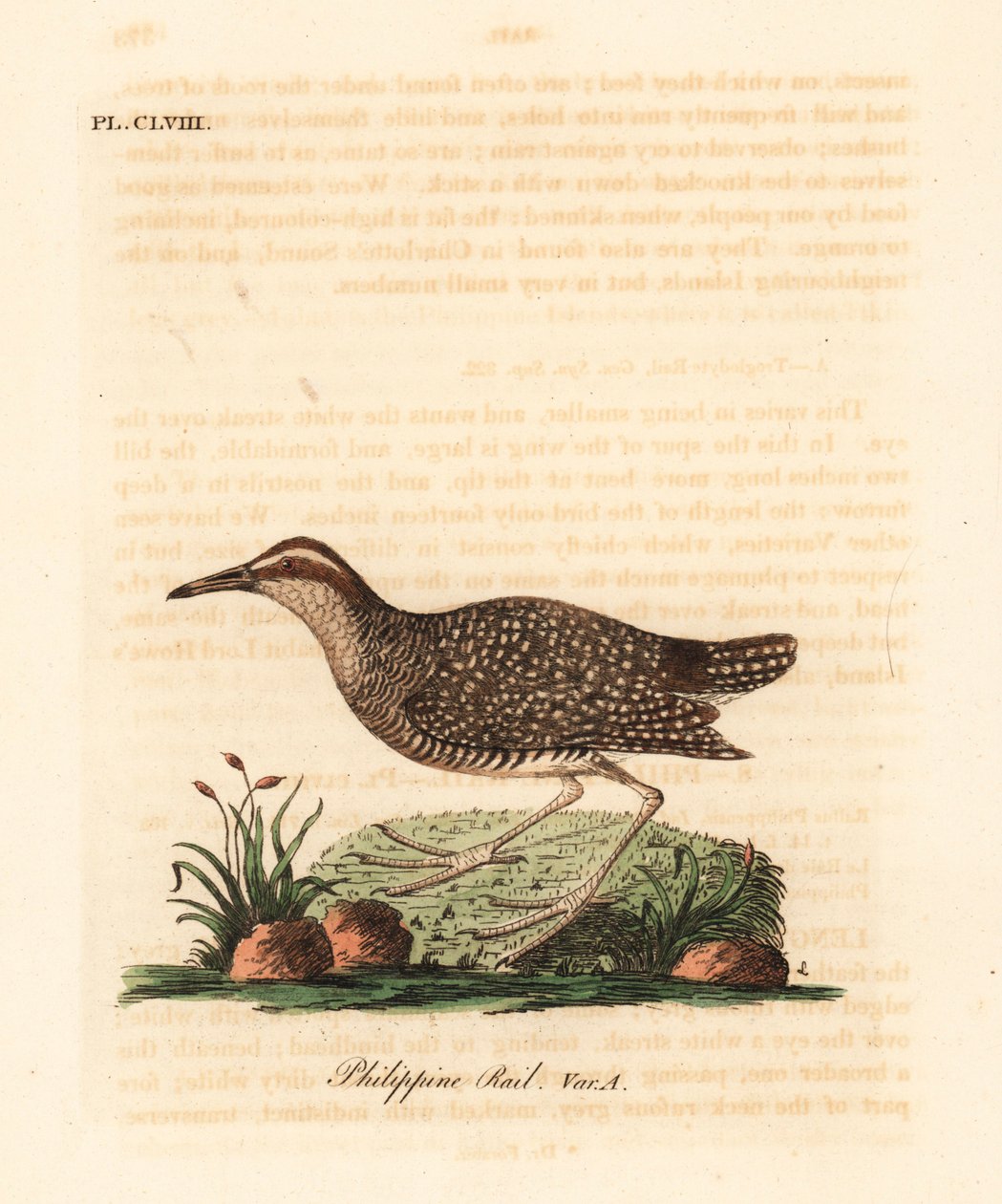 Trilho com bandas amarelas, Gallirallus philippensis (trilho filipino, Rallus philippensis). Placa de cobre colorida à mão desenhada e gravada por John Latham de sua própria A General History of Birds, Winchester de John Latham