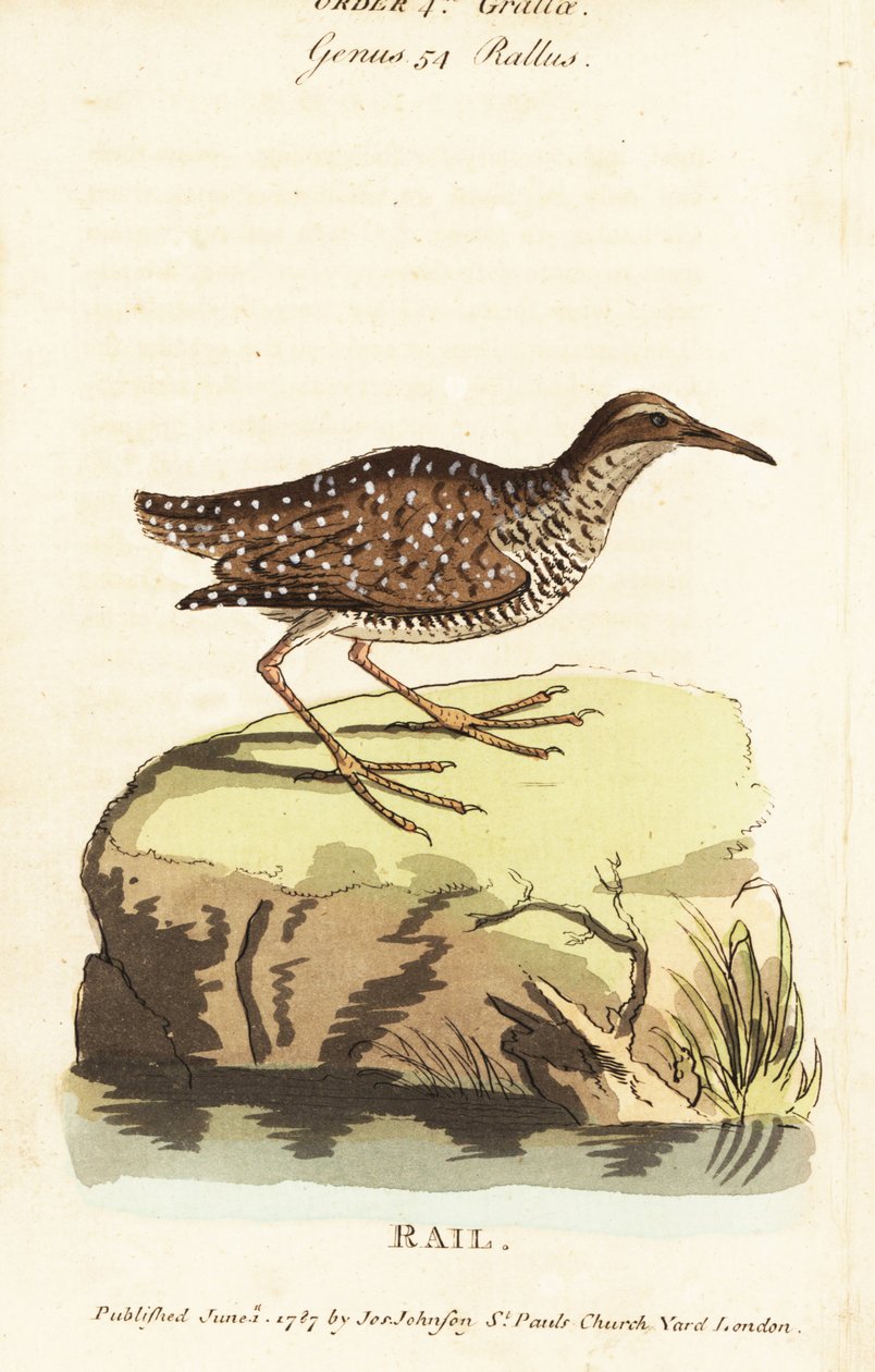Trilho Buff-banded, Gallirallus philippensis de John Latham