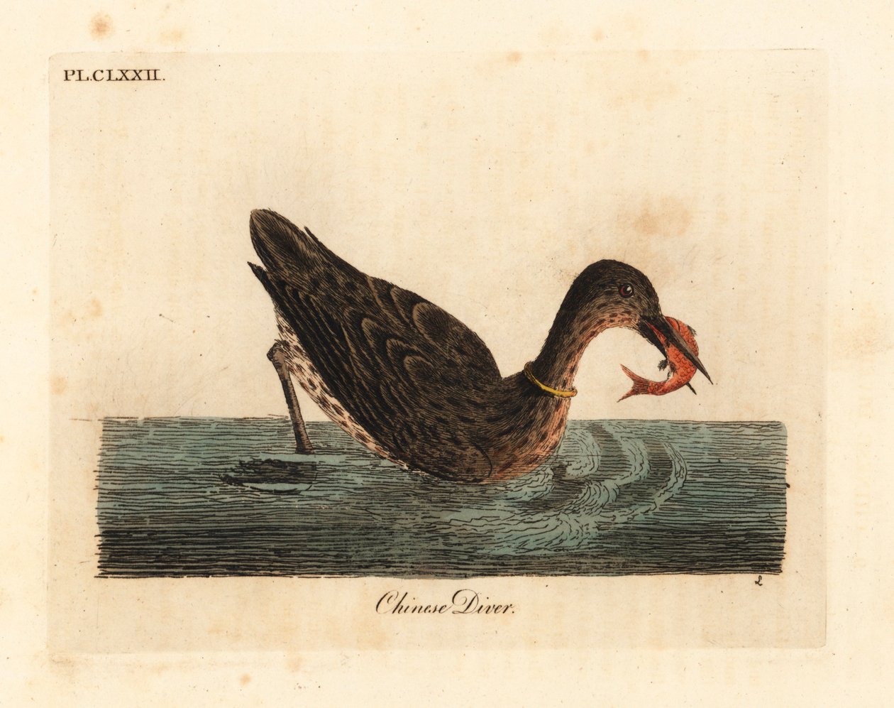 Cormorão usado para pescar na Ásia, talvez um grande cormorão, Phalacrocorax carbo, ou cormorão japonês, Phalacrocorax capillatus. (mergulhador chinês, Colymbus sinensis.) Placa de cobre colorida à mão desenhada e gravada por John Latham de seu próprio A G de John Latham