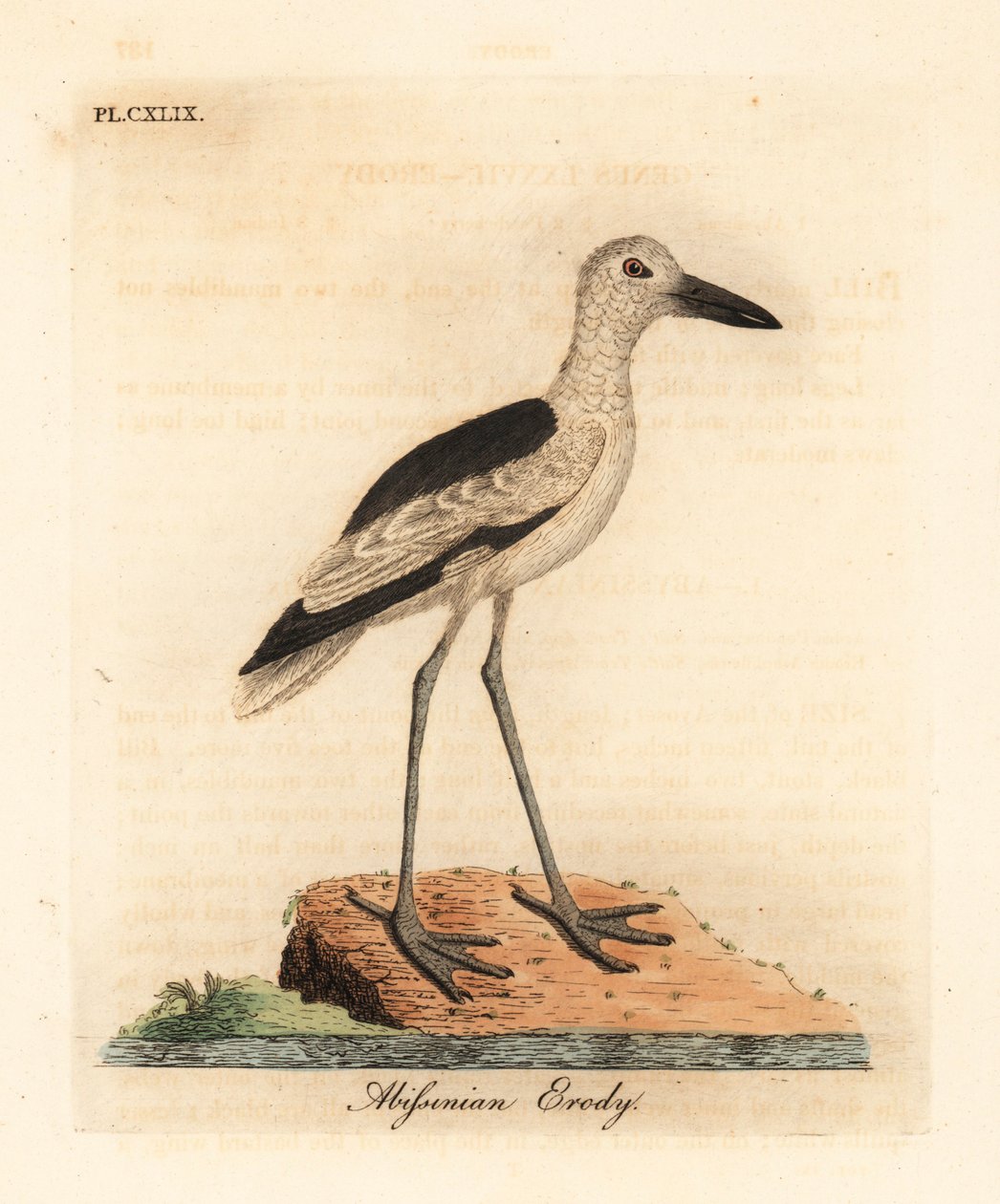 Tarambola, Dromas ardeola (erody abissínio, Ardea pondiceriana). Placa de cobre colorida à mão desenhada e gravada por John Latham de sua própria A General History of Birds, Winchester de John Latham