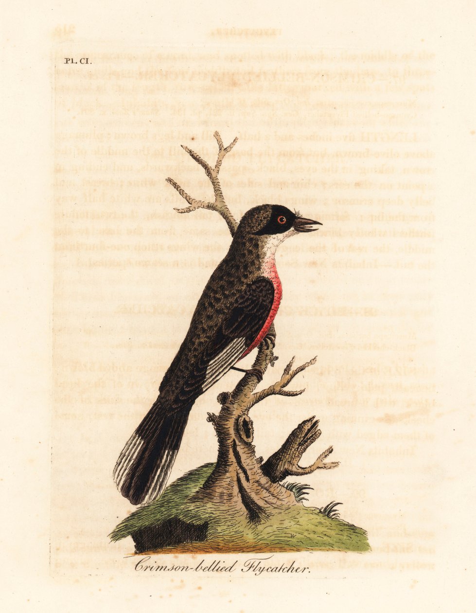 Papa-moscas de barriga carmesim, Muscicapa coccinigastra. Espécie desconhecida de ave copiada de uma ilustração do Port Jackson Painter. Placa de cobre colorida à mão desenhada e gravada por John Latham de sua própria A General History of Birds, Winchester de John Latham