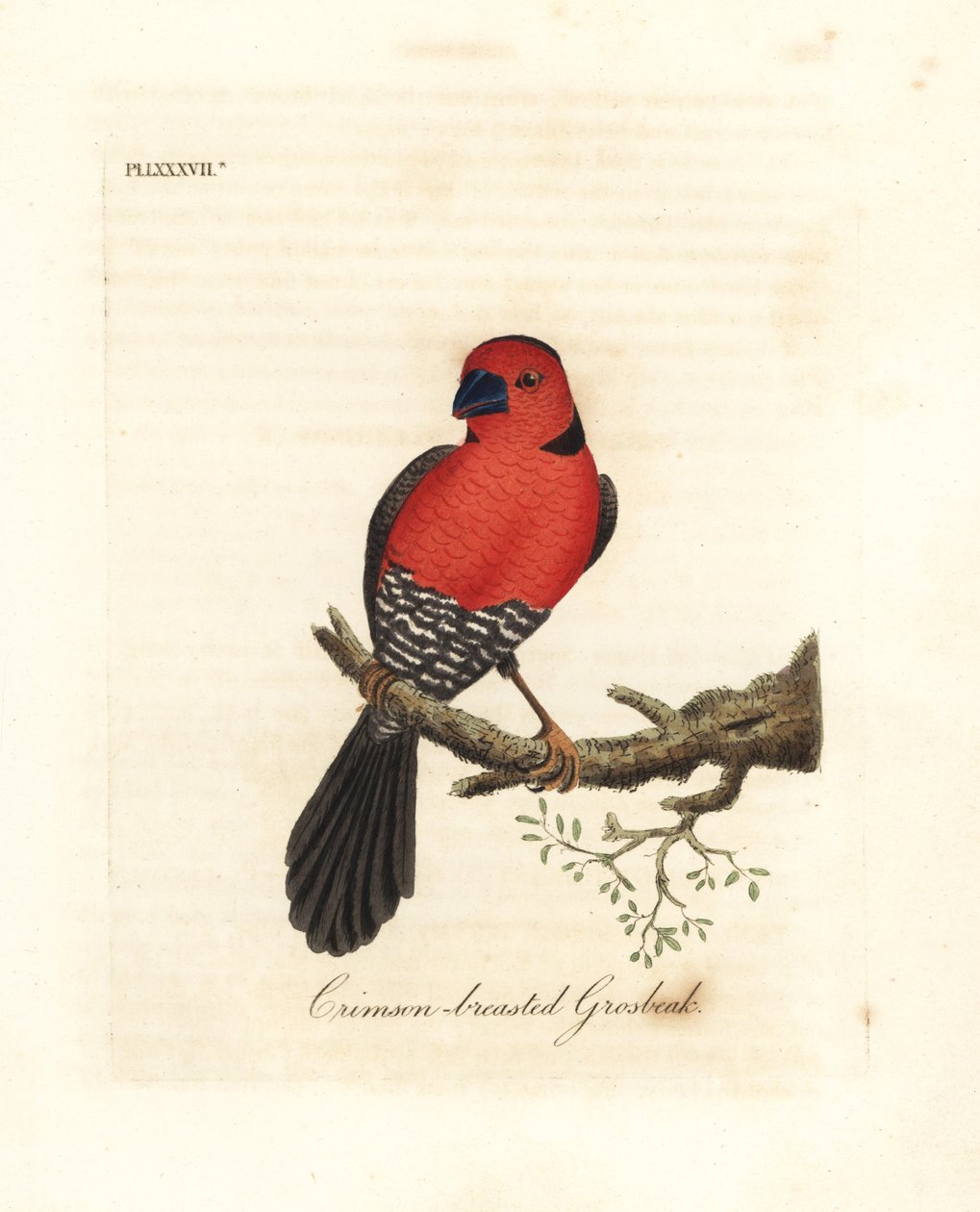 Grosbeak de peito carmesim. Espécie desconhecida ou possivelmente extinta de grosbeak nativa da África. Placa de cobre colorida à mão desenhada e gravada por John Latham de sua própria A General History of Birds, Winchester de John Latham