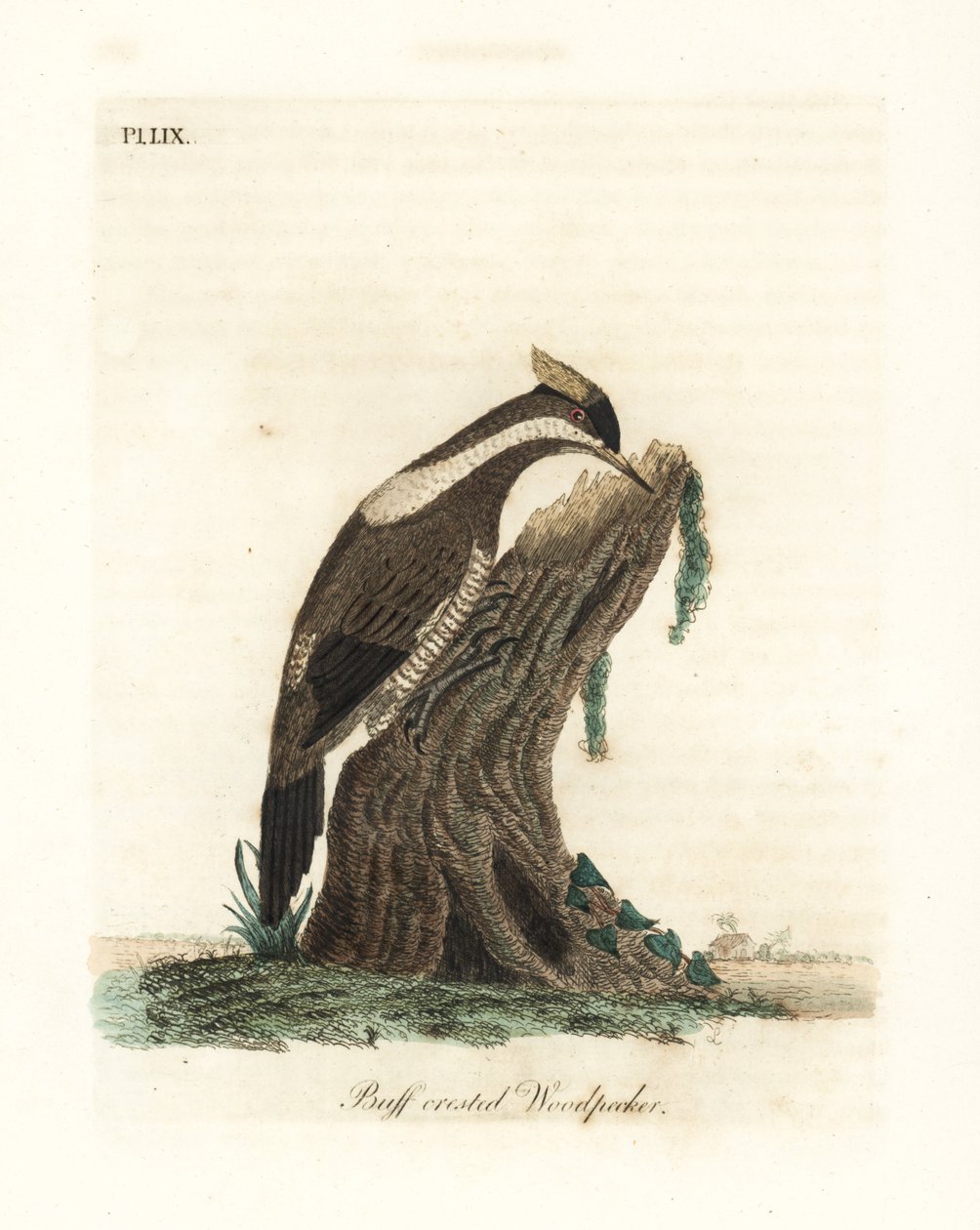 Pica-pau de crista carmesim, Campephilus melanoleucos (pica-pau de crista amarela, Picus melanoleucus). Baseado em uma skin do Leverian Museum. Placa de cobre colorida à mão desenhada e gravada por John Latham de sua própria A General History of Birds, Win de John Latham
