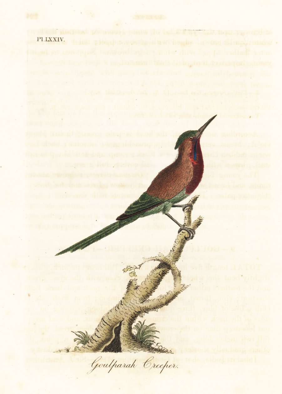 Ave de sol carmesim, Aethopyga siparaja seheriae (trepadeira de Goulpourah). Placa de cobre colorida à mão desenhada e gravada por John Latham de sua própria A General History of Birds, Winchester de John Latham