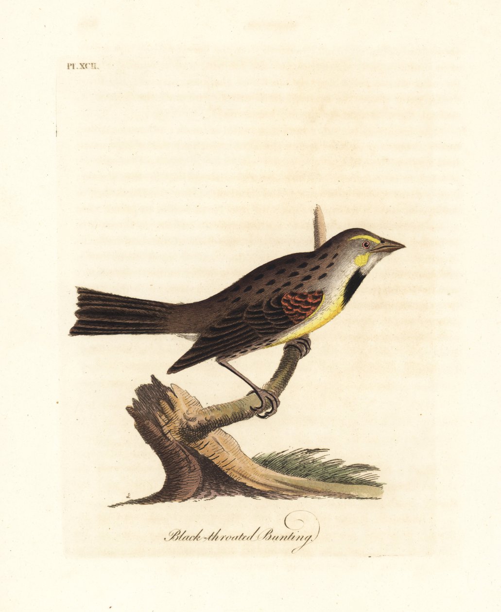 Dickcissel, Spiza americana (Bandeira-de-garganta-preta, Emberiza americana). Placa de cobre colorida à mão desenhada e gravada por John Latham de sua própria A General History of Birds, Winchester de John Latham