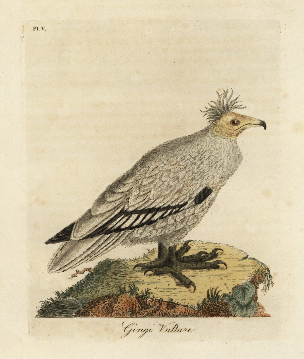 Abutre egípcio, Neophron percnopterus ginginianus.1824 (gravura) de John Latham