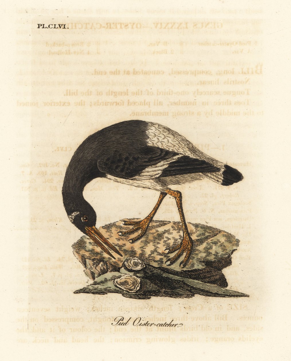 Eurasian ou pé ostralegus, Haematopus ostralegus. Placa de cobre colorida à mão desenhada e gravada por John Latham de sua própria A General History of Birds, Winchester de John Latham
