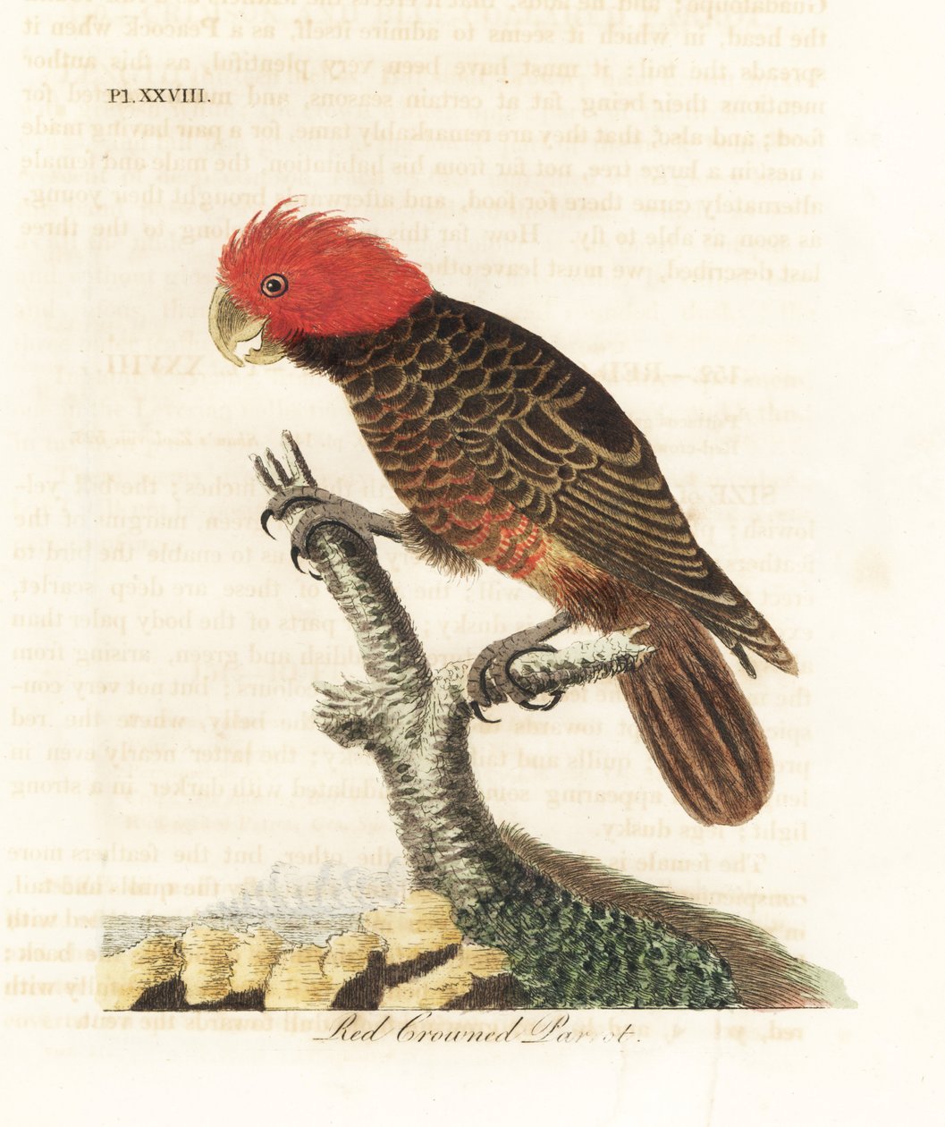 Cacatua gang-gang, Callocephalon fimbriatum (papagaio-de-coroa-vermelha, Psittacus galeatus). Placa de cobre colorida à mão desenhada e gravada por John Latham de sua própria A General History of Birds, Winchester de John Latham