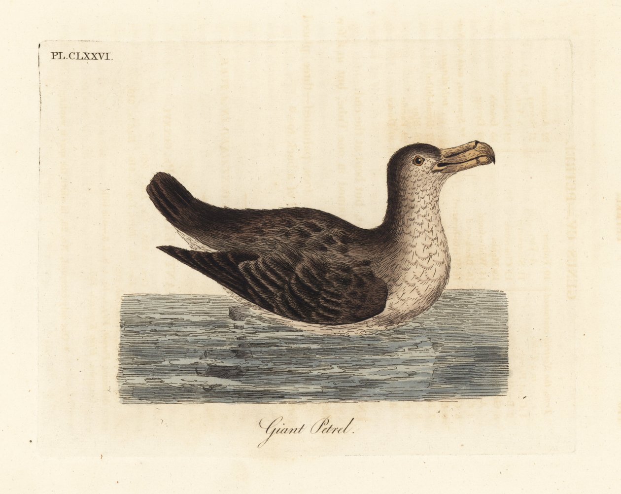 Petrel gigante, Macronectes giganteus (como Precellaria gigantea, erro para Procellaria gigantea). Placa de cobre colorida à mão desenhada e gravada por John Latham de sua própria A General History of Birds, Winchester de John Latham