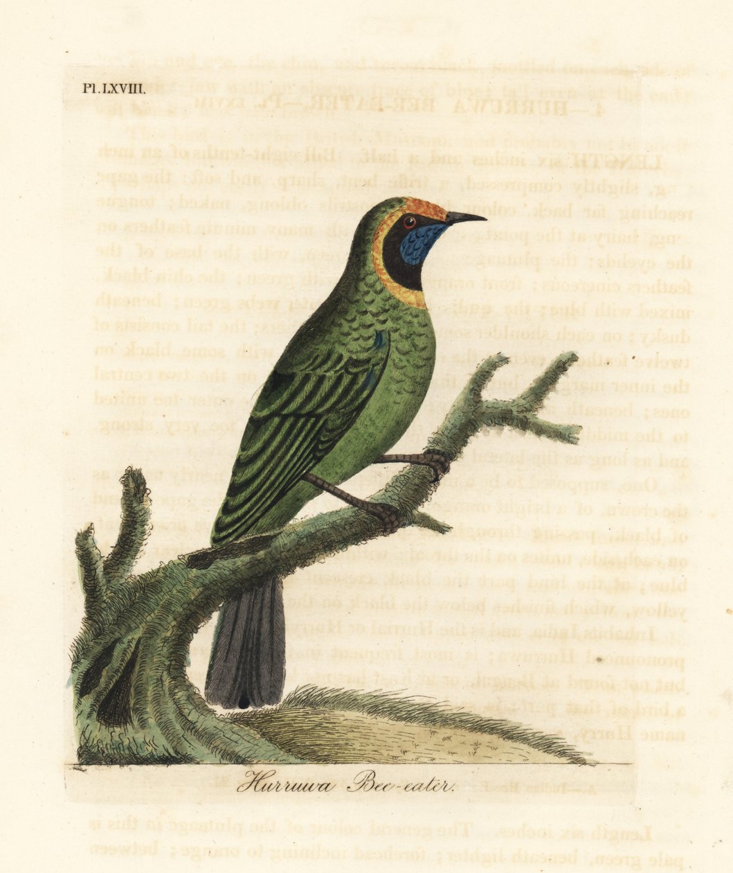 Ave de fronte dourada, Chloropsis aurifrons. (Hurruwa abelharuco, Índia.) Placa de cobre colorida à mão desenhada e gravada por John Latham de seu próprio A General History of Birds, Winchester de John Latham