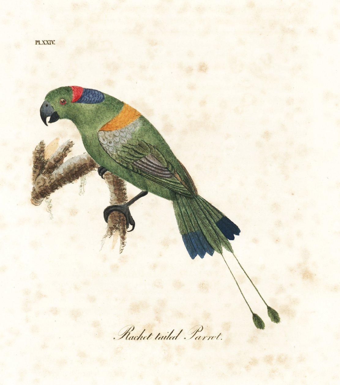 Cauda de raquete de manto dourado, Prioniturus platurus (papagaio de cauda de raquete). Placa de cobre colorida à mão desenhada e gravada por John Latham de sua própria A General History of Birds, Winchester de John Latham
