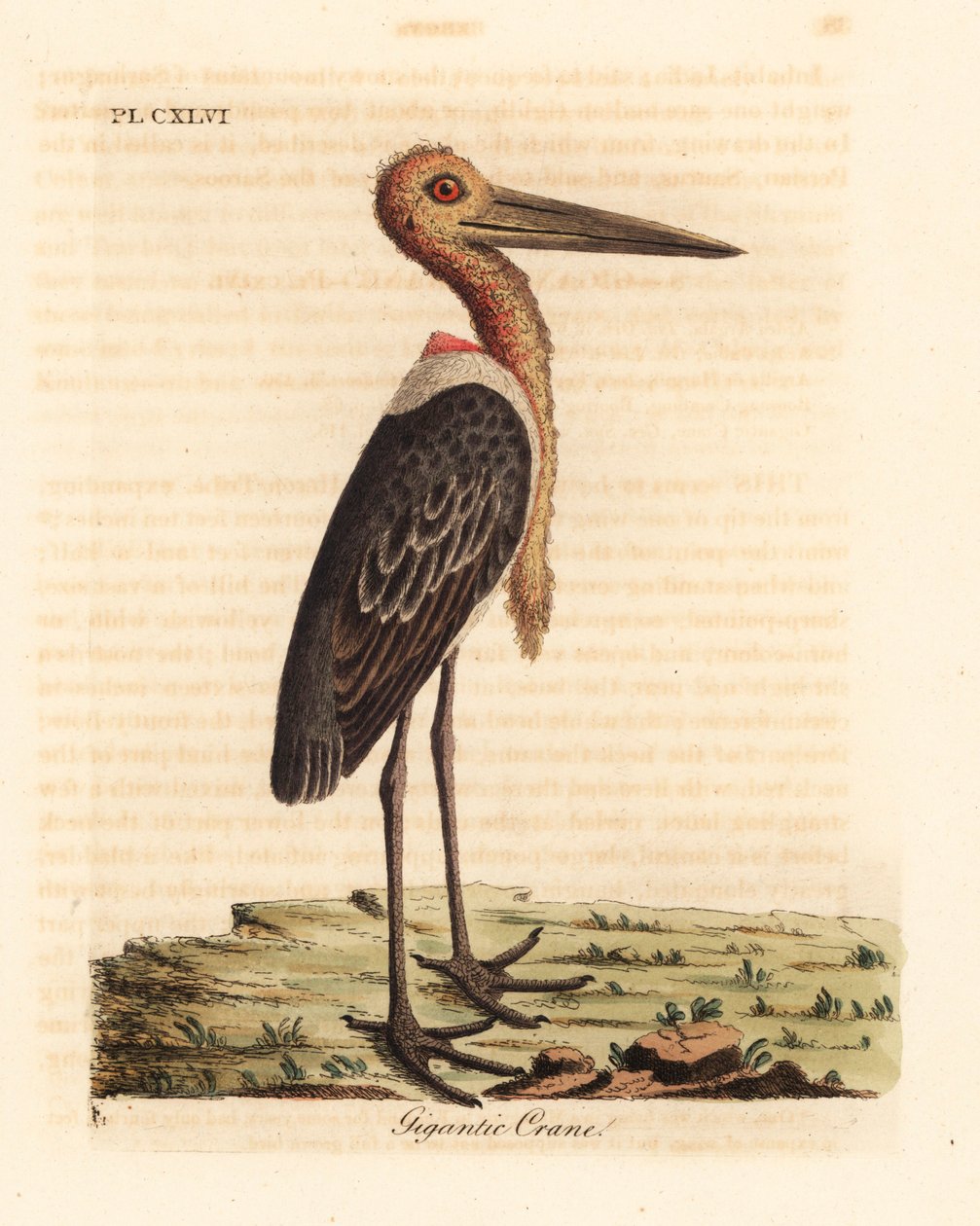 Maior ajudante, Leptoptilos duvidoso. Ameaçadas de extinção. (Garça gigante, Ardea argala.) Placa de cobre colorida à mão desenhada e gravada por John Latham de seu próprio A General History of Birds, Winchester de John Latham