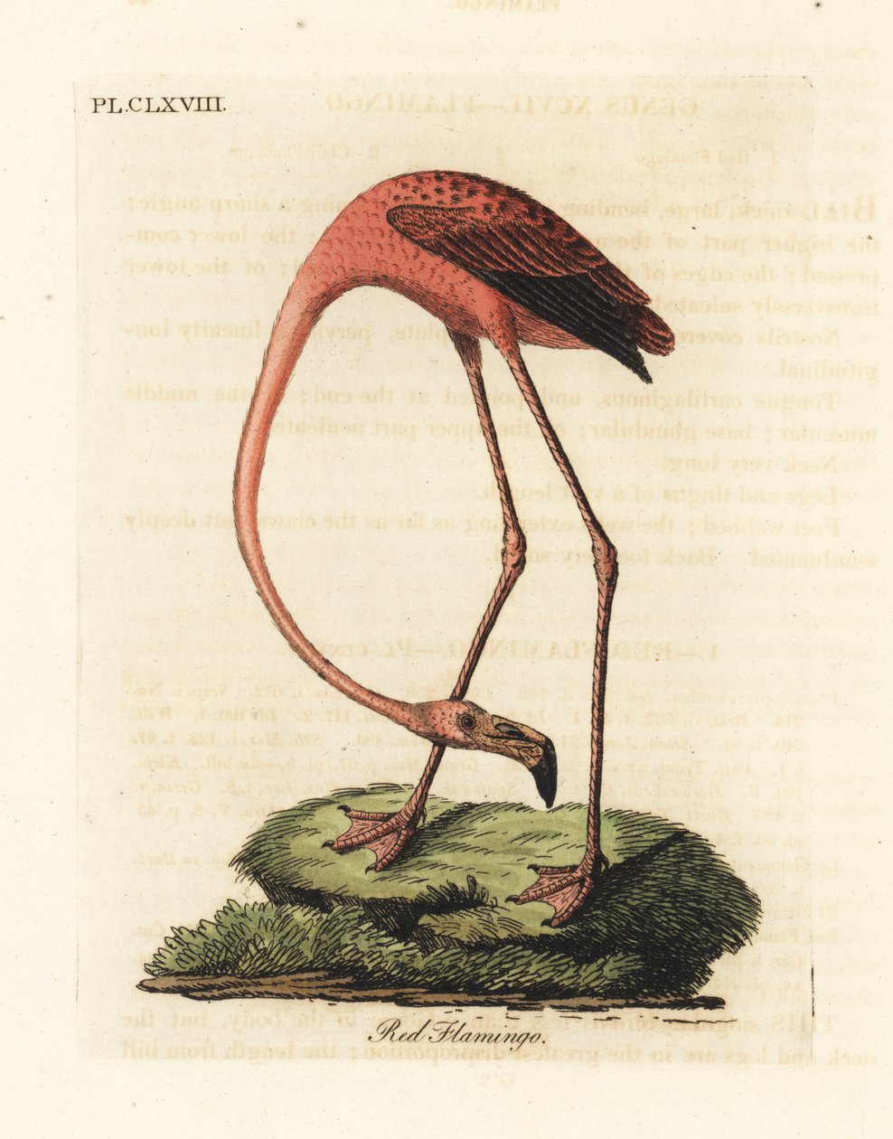 Maior flamingo, Phoenicopterus roseus, ou flamingo americano, Phoenicopterus ruber (flamingo vermelho, Phaenicopterus ruber). Placa de cobre colorida à mão desenhada e gravada por John Latham de sua própria A General History of Birds, Winchester de John Latham