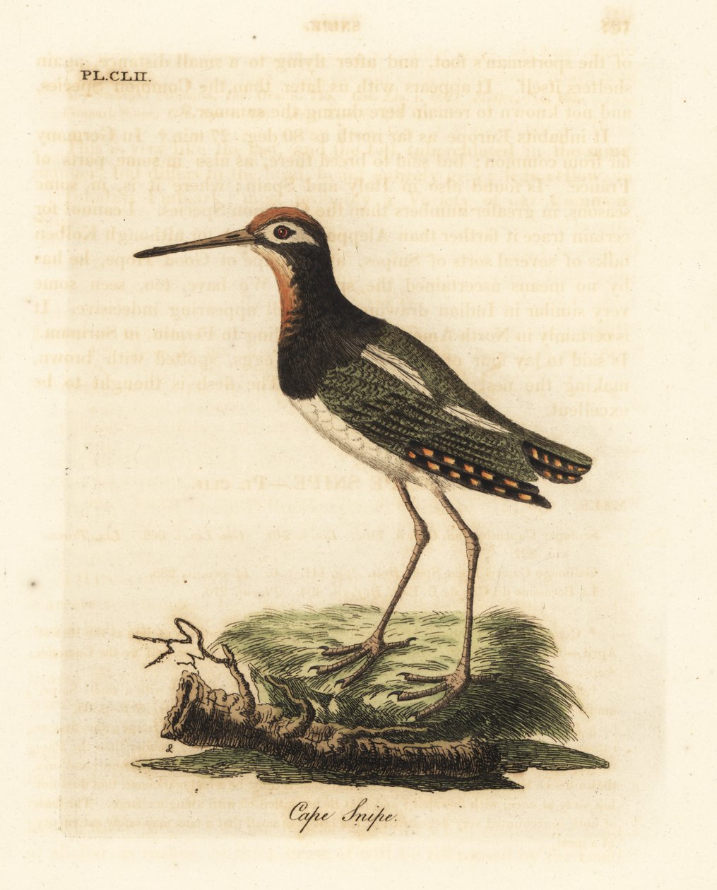 Narceja maior, Rostratula benghalensis (Narceja do cabo, Scolopax capensis). Placa de cobre colorida à mão desenhada e gravada por John Latham de sua própria A General History of Birds, Winchester de John Latham