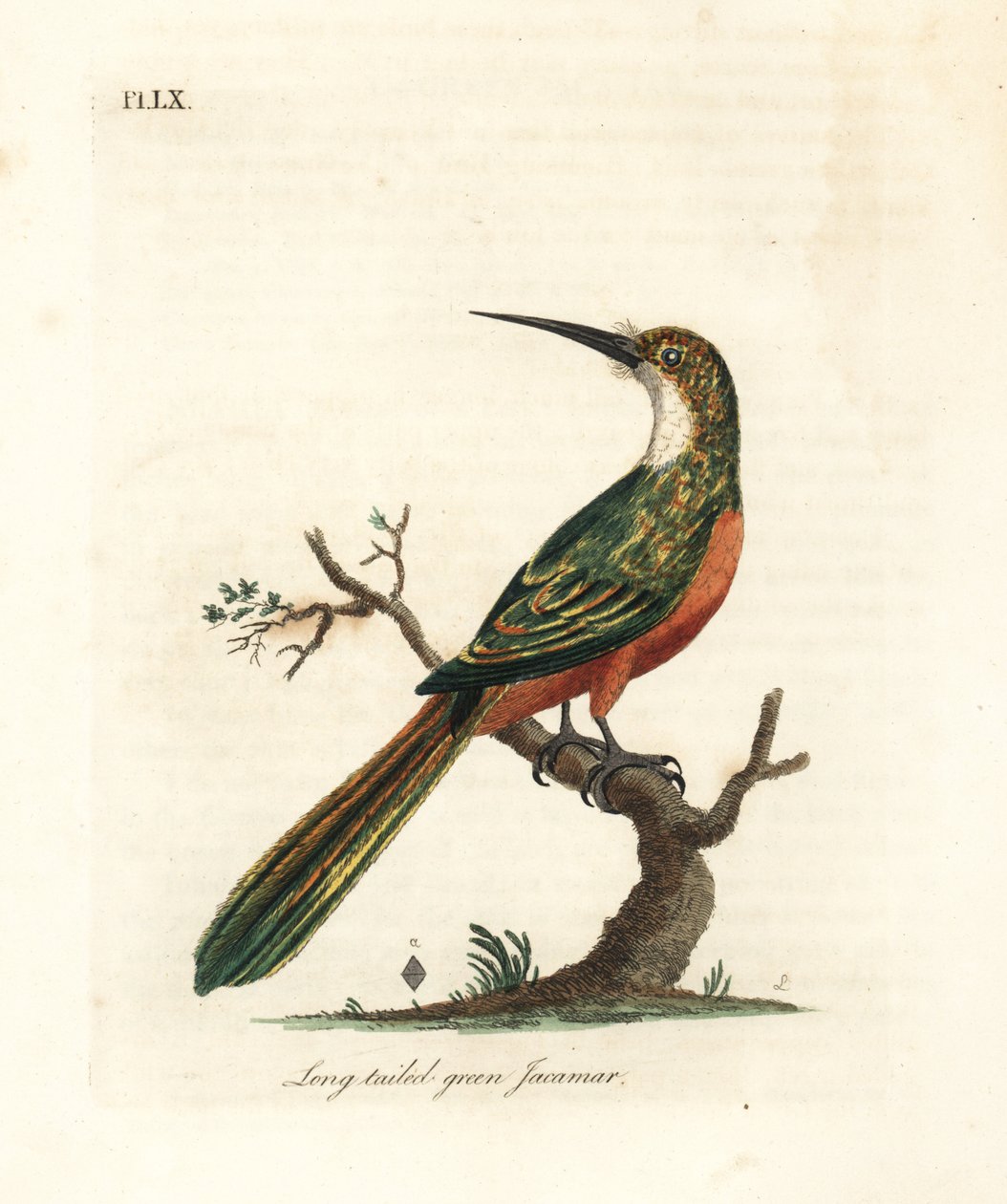 Jacamar de cauda verde, Galbula galbula (Jacamar verde de cauda longa, Galbula viridis). Placa de cobre colorida à mão desenhada e gravada por John Latham de sua própria A General History of Birds, Winchester de John Latham