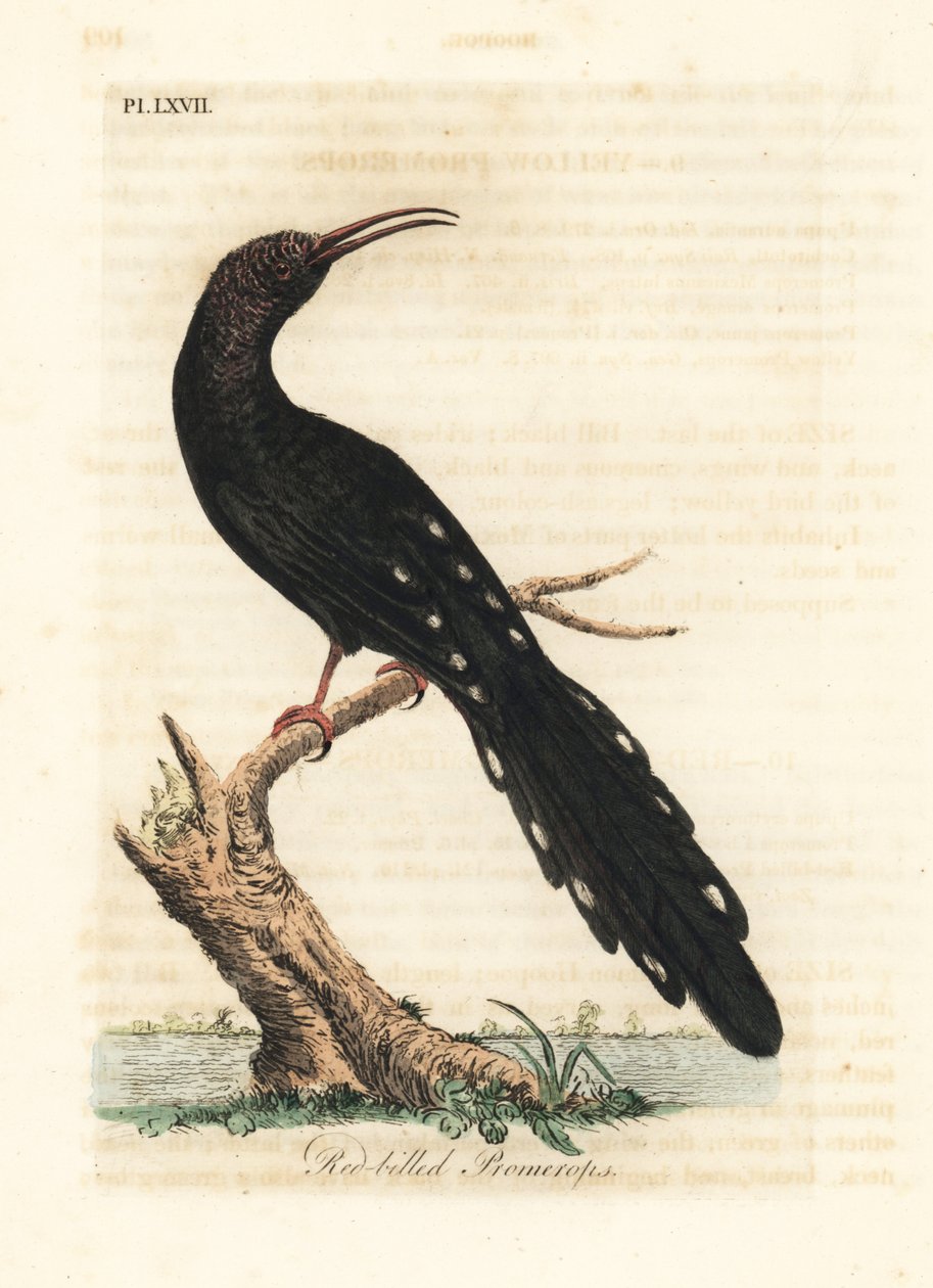 Poupa de madeira verde, Phoeniculus purpureus (promerops de bico vermelho, Upupa erythrorynchos). Placa de cobre colorida à mão desenhada e gravada por John Latham de sua própria A General History of Birds, Winchester de John Latham