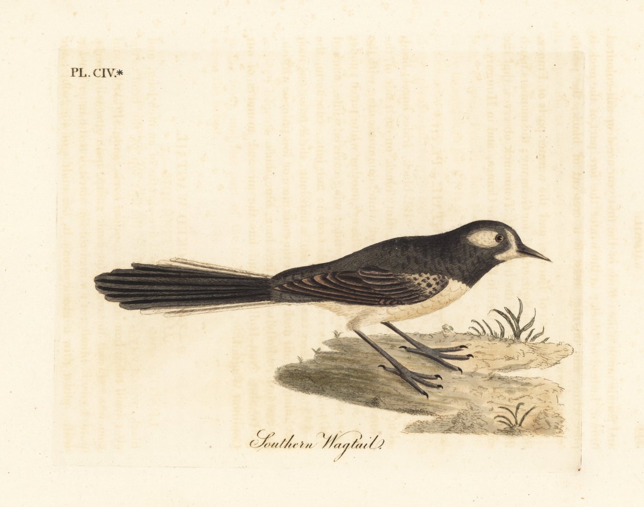 Fantail cinza, Rhipidura albiscapa (alvéola do sul, baseado em uma pintura do Port Jackson Painter). Placa de cobre colorida à mão desenhada e gravada por John Latham de sua própria A General History of Birds, Winchester de John Latham