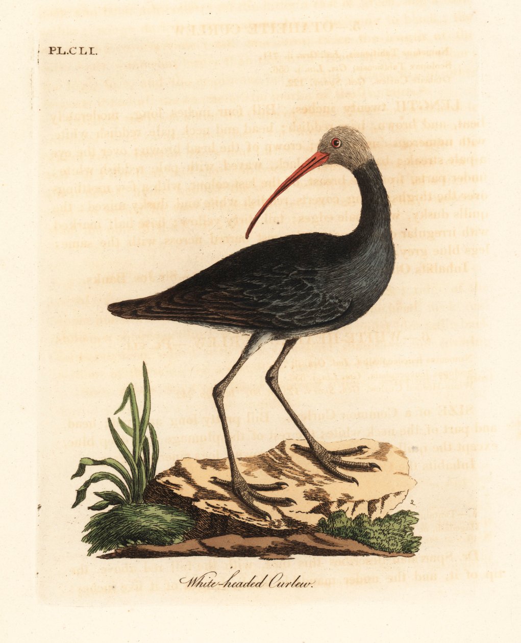Hadada ou hadeda ibis, Bostrychia hagedash? (Maçarico de cabeça branca, Numenius leucocephalus.) Placa de cobre colorida à mão desenhada e gravada por John Latham de seu próprio A General History of Birds, Winchester de John Latham
