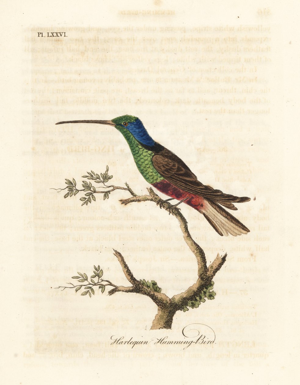 Beija-flor arlequim, Trochilus multicolorido. Espécime fabricado no Museu Britânico. Placa de cobre colorida à mão desenhada e gravada por John Latham de sua própria A General History of Birds, Winchester de John Latham
