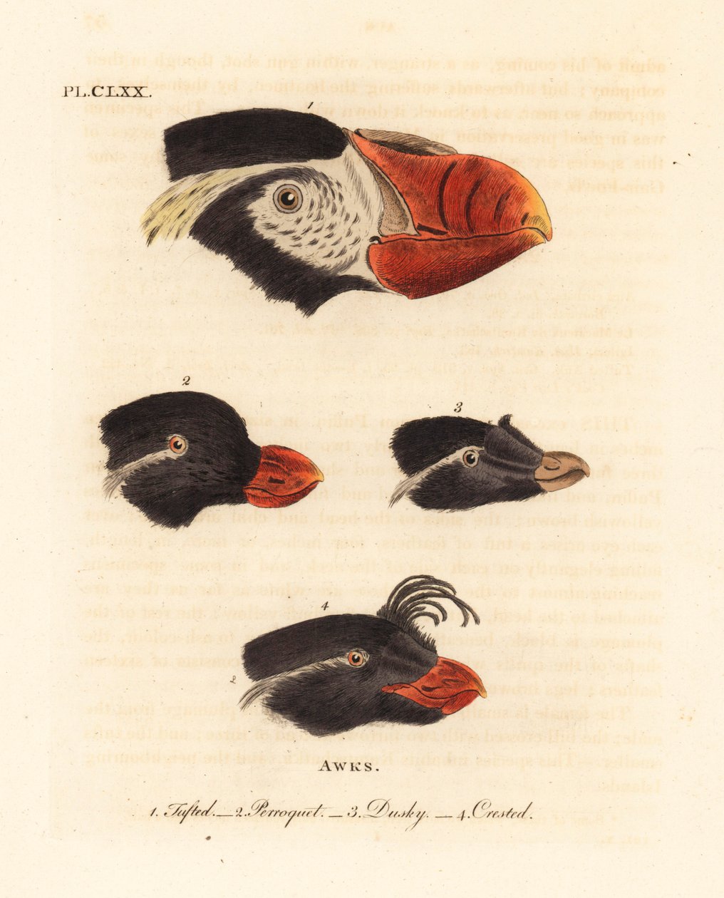 Cabeças do papagaio-do-mar tufado, Fratercula cirrhata 1, auklet periquito, Aethia psittacula 2 e auklet com crista, Aethia cristatella 3,4. (Tufted awk, Alca cirrata 1, Parrot awk, Alca psittacula 2, Dusky awk, Alca tetracula 3 e Crested awk, Alca cristat de John Latham