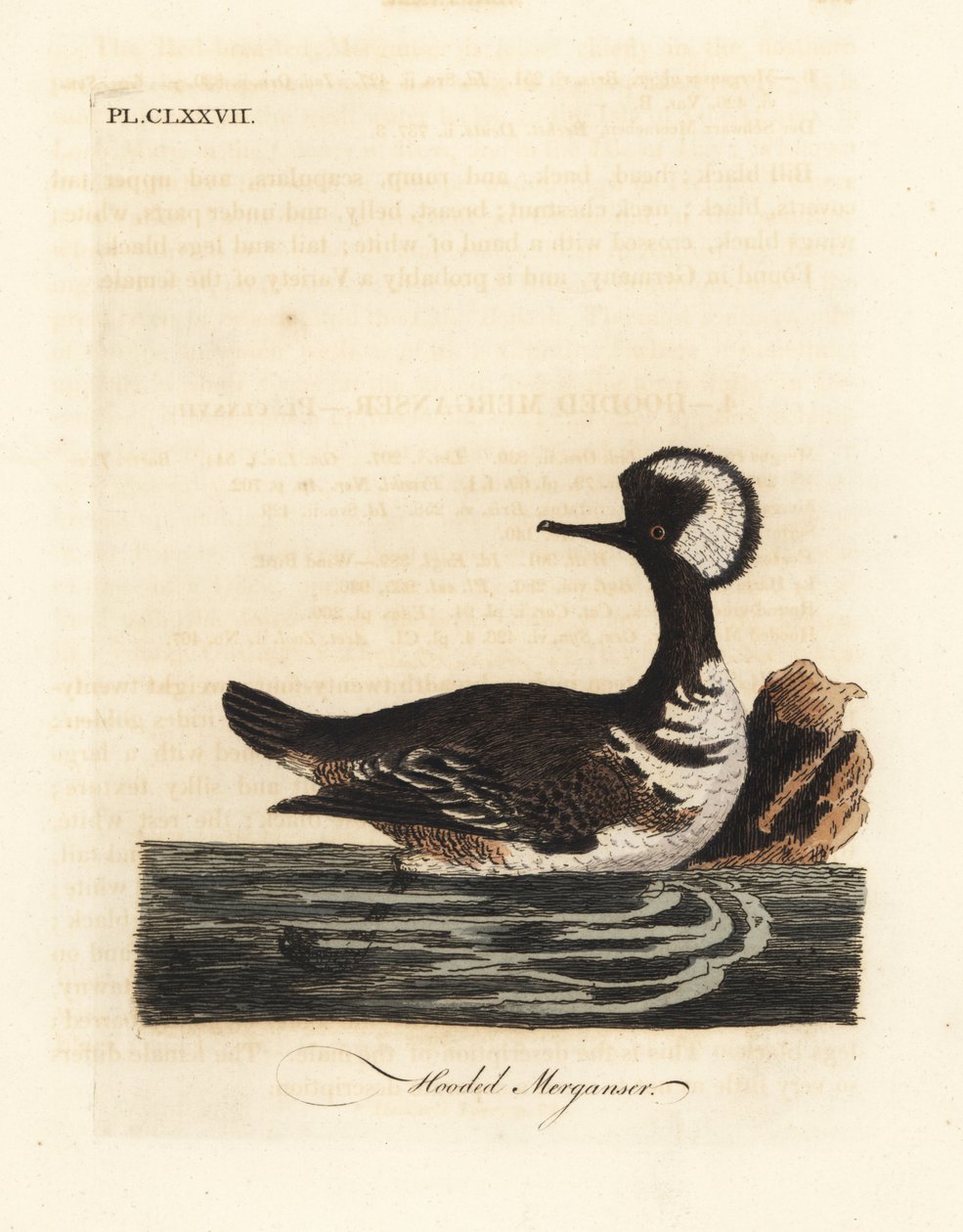 merganso com capuz, Lophodytes cucullatus (Mergus cucullatus). Placa de cobre colorida à mão desenhada e gravada por John Latham de sua própria A General History of Birds, Winchester de John Latham